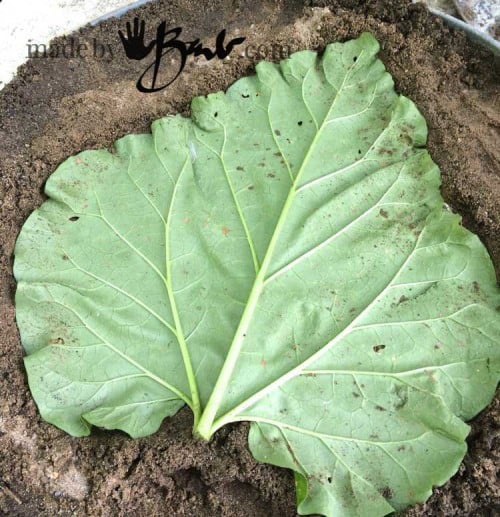 Concrete-leaf-blog---04