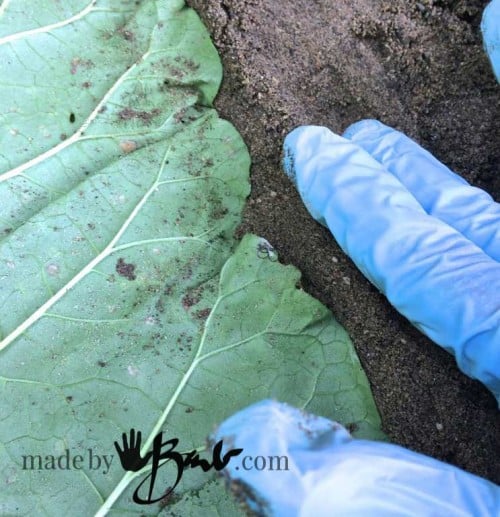 Concrete-leaf-blog---05