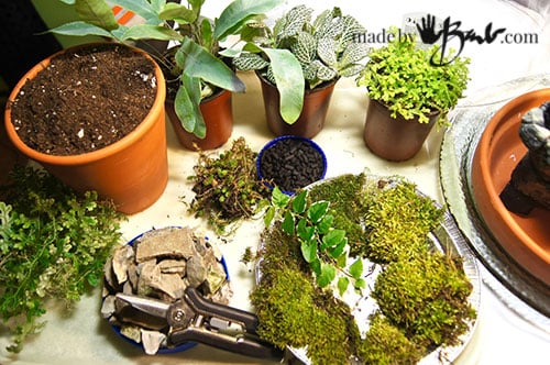 The BEST Step-by-Step Guide for Making a Terrarium!