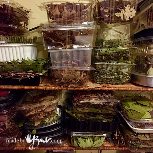 How to Store Leaves for Eco Printing Made By Barb tips to save, collect