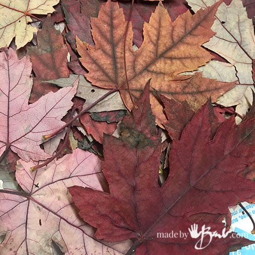 How to Store Leaves for Eco Printing Made By Barb tips to save, collect