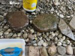 How to Make Cyanotype Prints on Rocks & Stones - Made By Barb