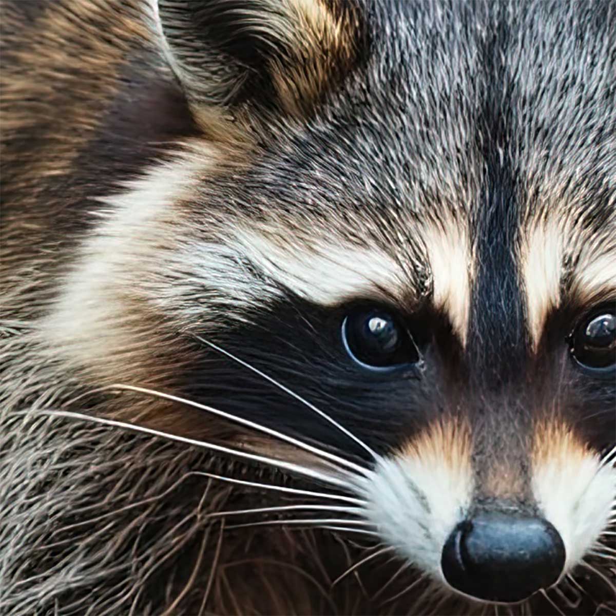 My crazy story – Paper Maché & a Raccoon!
